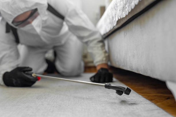 Professional Bed Bug Control technician working in Bayside Gardens, OR